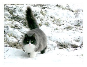 chat dans la neige