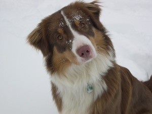 Chien dans la neige