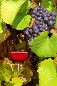 Le beaujolais est un vignoble situé au nord de Lyon. 