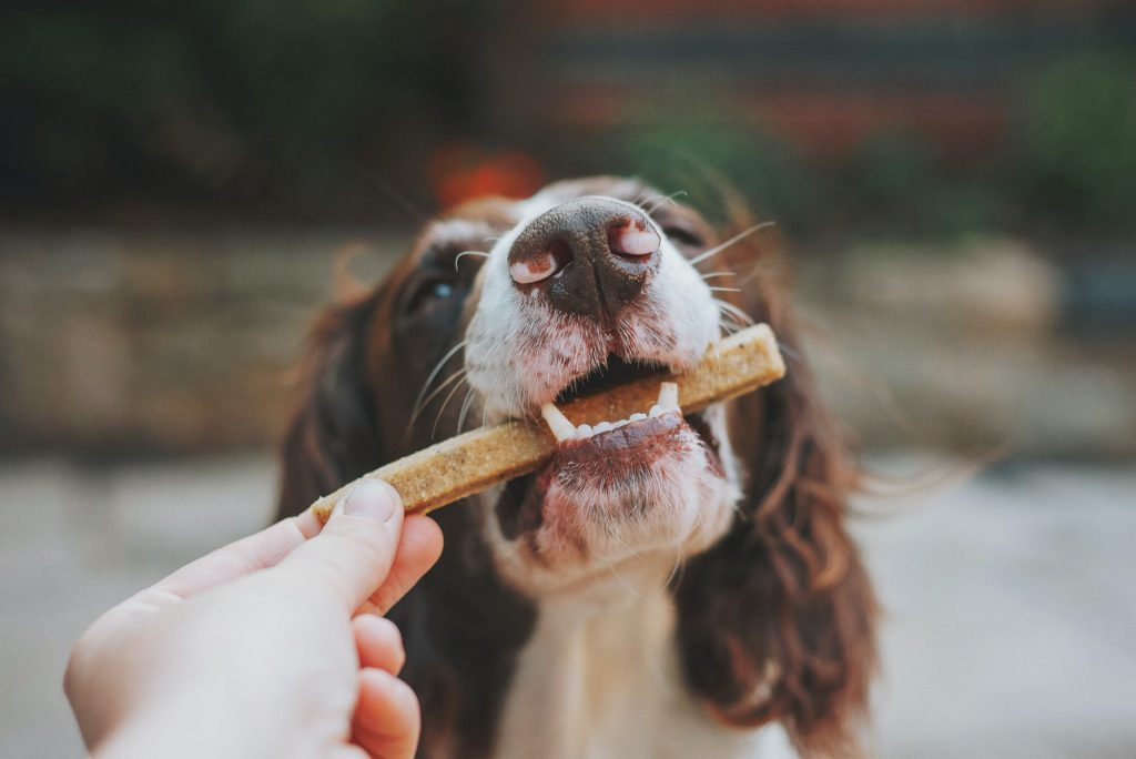 friandise à un chien