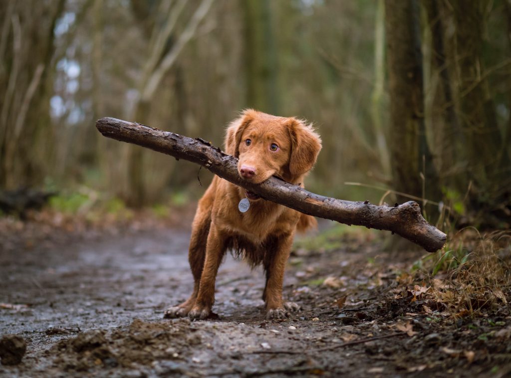 chien qui soulève un bâton dans la forêt