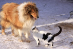 chien Colley avec chat