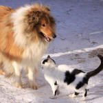 Partir au ski avec son animal de compagnie