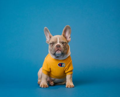 chien avec un teeshirt jaune sur fond bleu